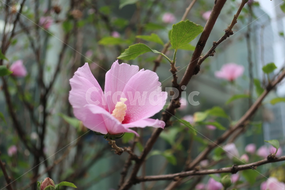 무궁화,꽃,식물,flower,korea,한국