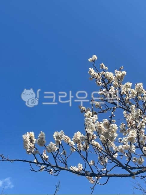 spring flowers,blue sky,nature,plant,plum tree,plum blossom