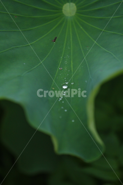 연잎,이슬,구슬,빗방울,연,식물,자연,plants,nature