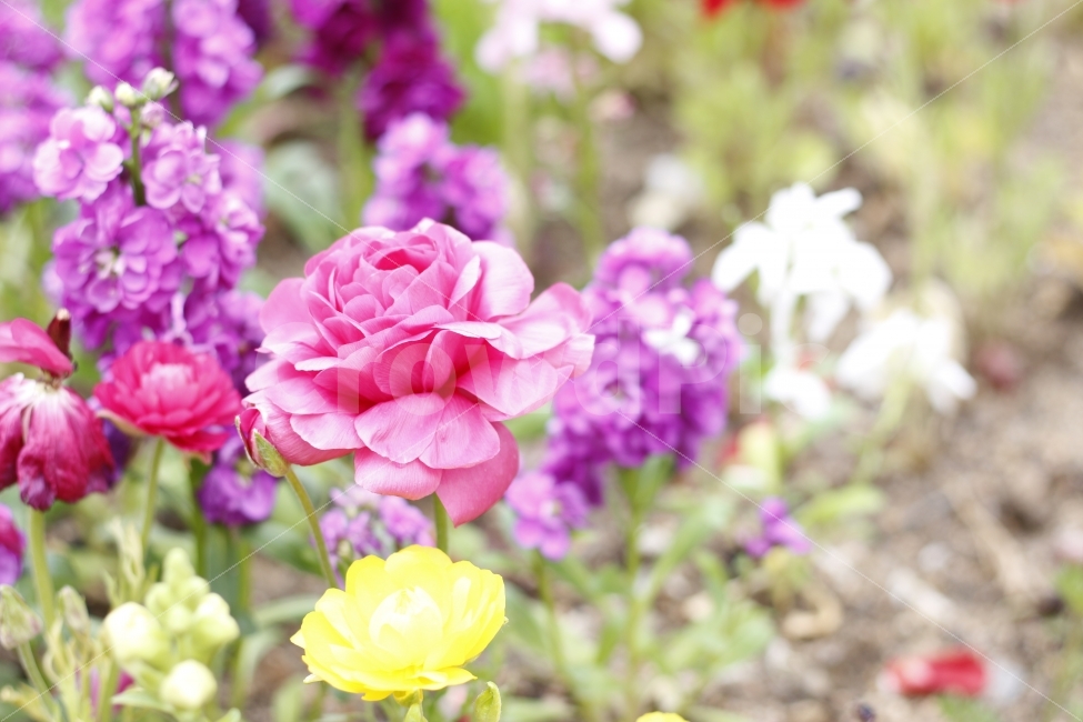 	flower,spring,봄,자연,꽃,식물,식물,자연,plants,nature,꽃,flower