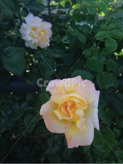 flower,plant,식물,blossom,꽃,rose,white,장미,summer,감성사진,감성,sensibility,sensible,식물,자연,plants,nature,꽃,flower