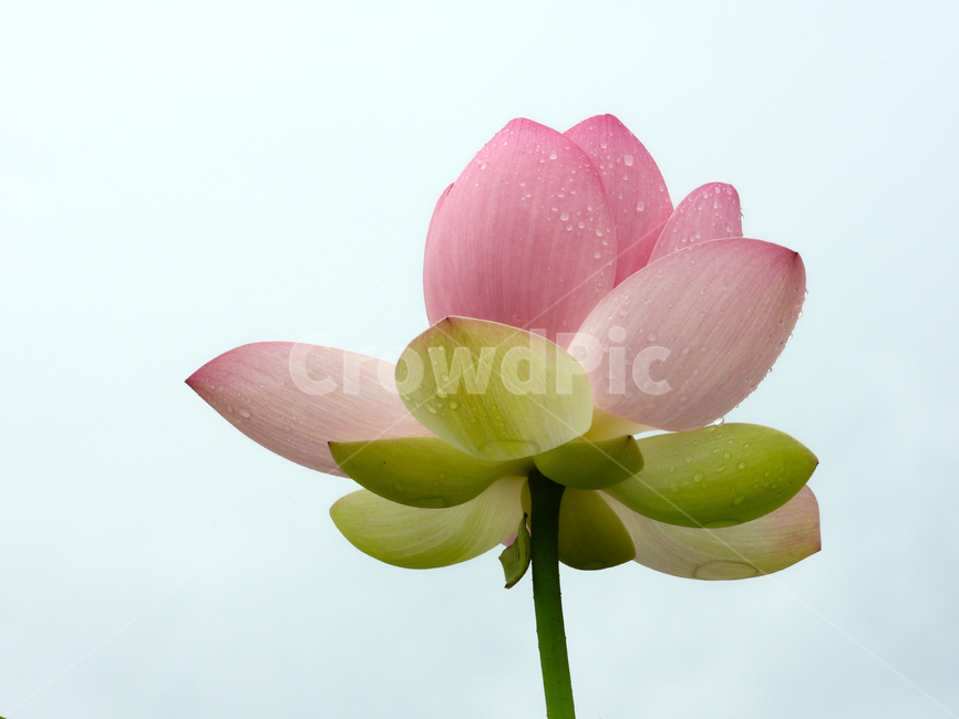 연꽃,꽃잎,물방울,flower,blossom,plant,식물