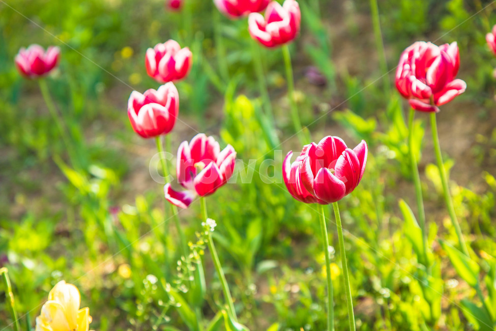 자연,식물,꽃,튤립,lower,아름다운,tulip,식물,자연,plants,nature,꽃,flower