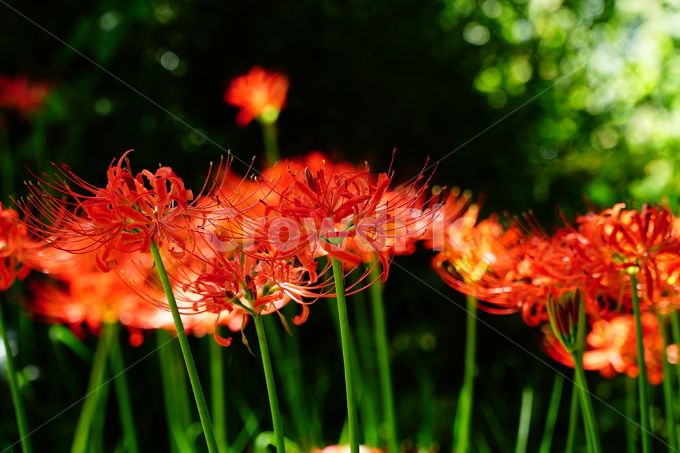 꽃무릇,꽃,식물,플라워,flower,자연,nature,plants,9월,가을,fall,autumn,september,꽃밭,화단,꽃사진,가을꽃,식물,자연,plants,nature,꽃,flower