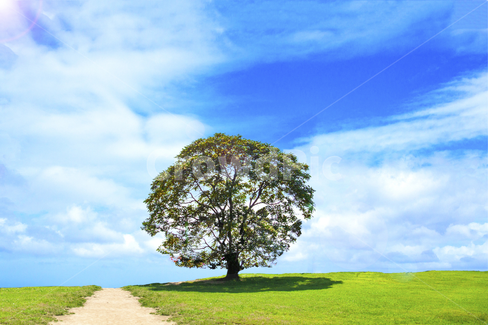 plant,식물,tree,나무,treetrunk,공원,초원,하늘,나무,trees,wood