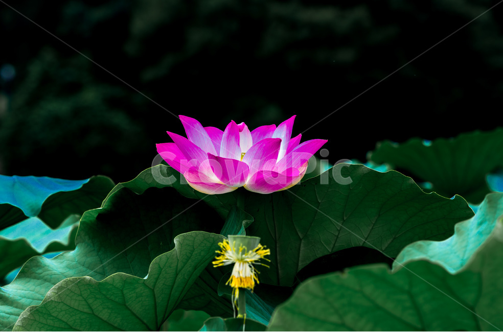 연꽃,연잎,문양,무늬,자연,식물,자연,plants,nature,꽃,flower