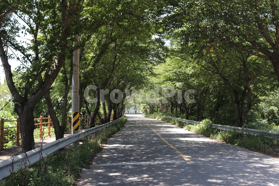 푸름,여름,초록,도로,길,자연,한적함,자연,풍경,nature,landscape,arbour,정자,garden,정원,outdoors,옥외,path,통로