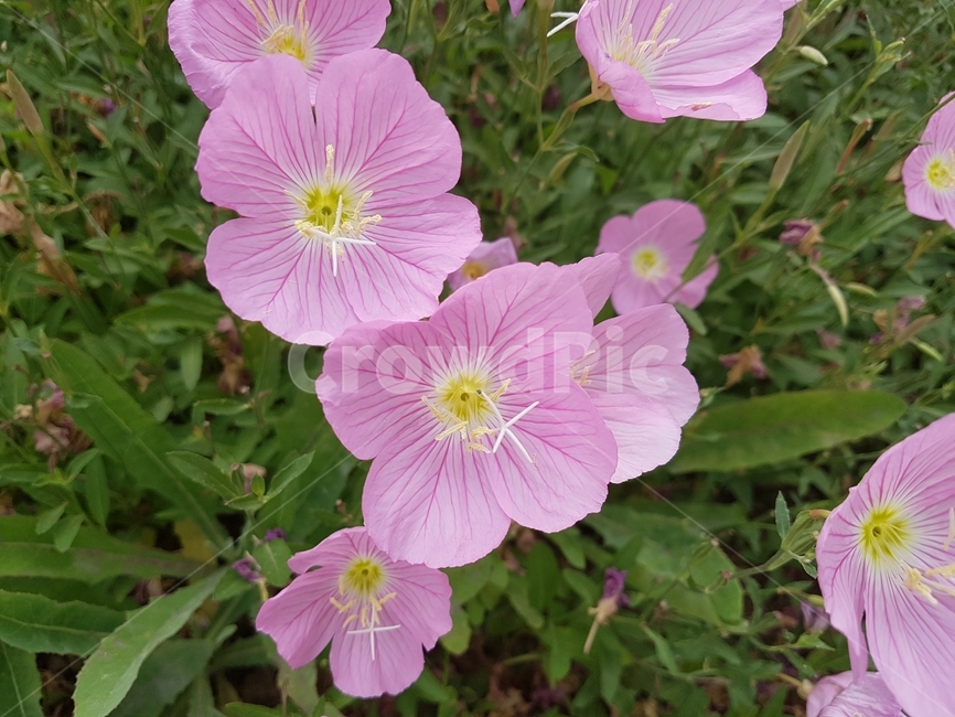 분홍꽃,꽃,봄꽃,꽃밭,풀,식물,자연,plants,nature,꽃,flower