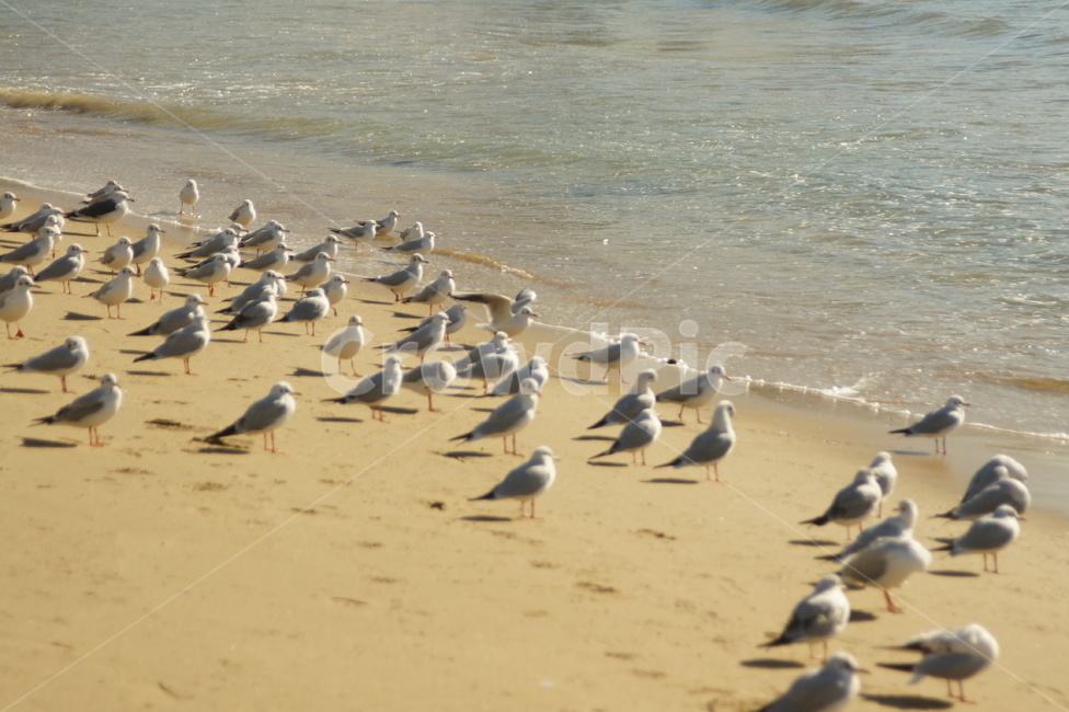 동물,bird,새,outdoors,nature,자연,seagull,해변,바다,beach,sea,동물,animal,조류,새,birds