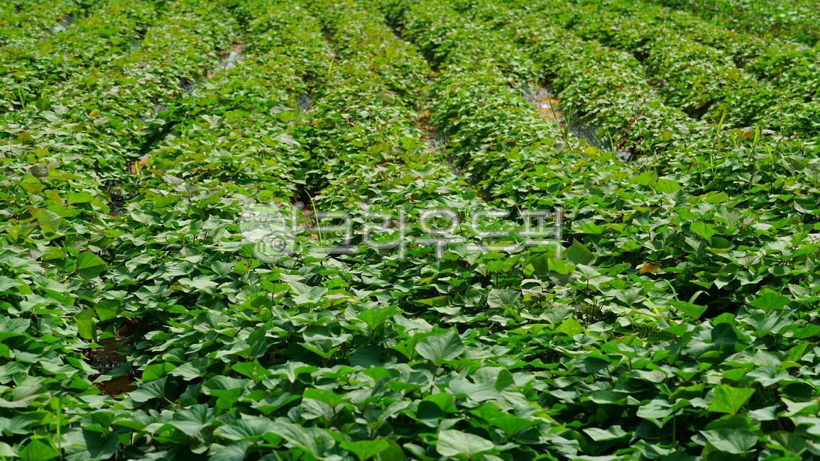 고구마,고구마밭,채소,밭,plant,식물,고구마잎,sweetpotato