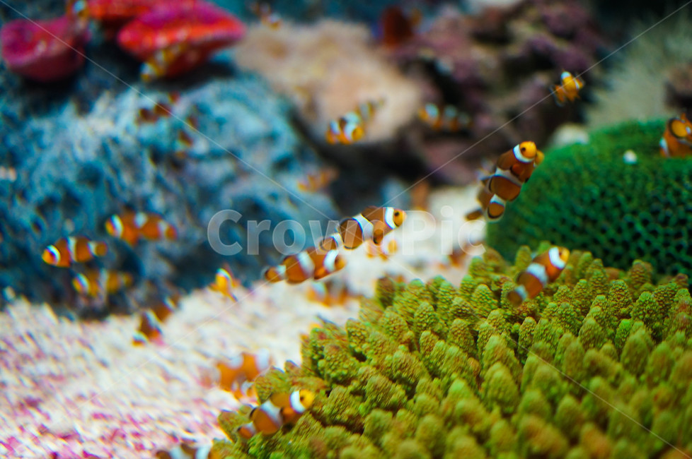 물고기,수족관,아쿠아리움,바다,니모,자연,강,해초,동물,animal,어류,물고기,fish