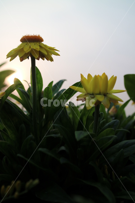 꽃,flowers,봄,식물,계절,정원,꽃밭,컬러풀,클로즈업,자연,꽃잎,가드닝,텃밭,아름다움,뷰티,백그라운드,배경,배경이미지,노랑,노란꽃,실루엣,식물,자연,plants,nature,꽃,flower