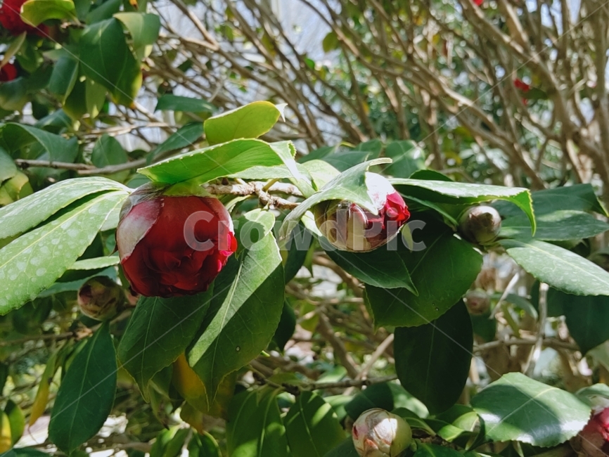 붉은꽃,동백꽃,꽃,화목류,꽃나무,꽃봉오리,식물,자연,plants,nature,꽃,flower