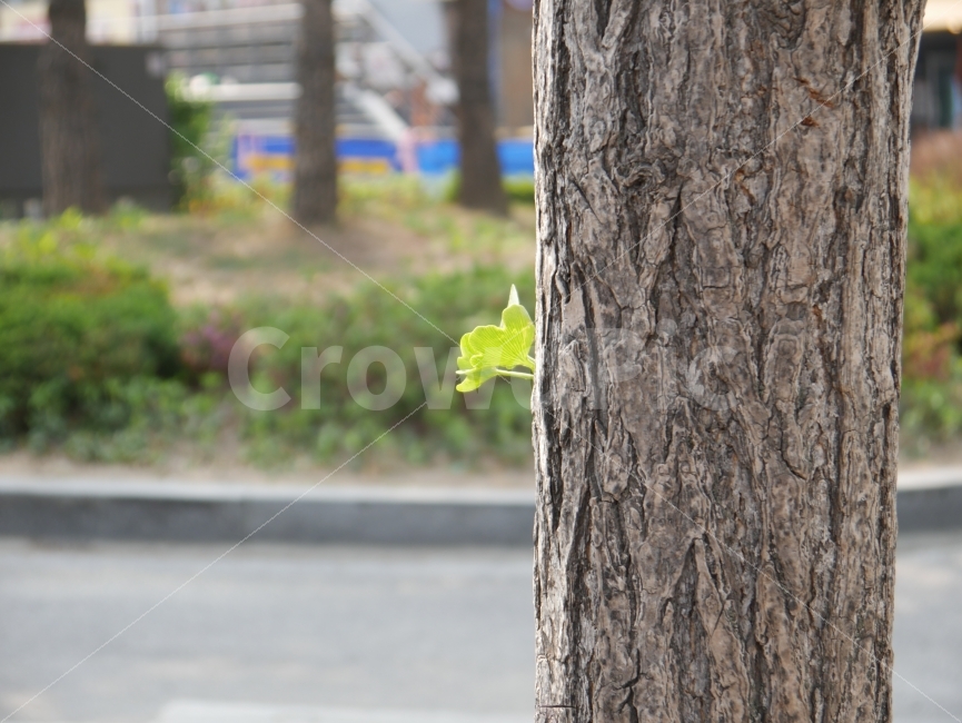 새싹,나무,홍대,홍대거리,아웃포커싱,감성,감성사진,스냅,식물,자연,plants,nature