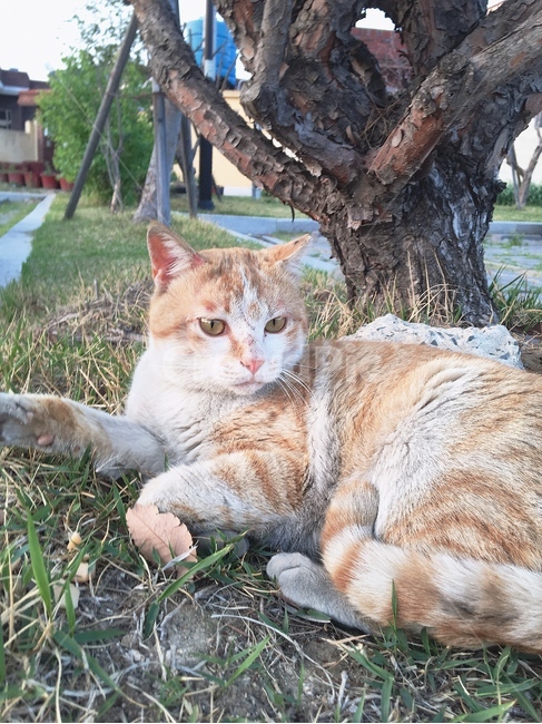 고양이,길고양이,길냥이,뒷모습,앞모습,근엄,진지,동물,animal,포유류,mammal,고양이,cat,kitten,kitty