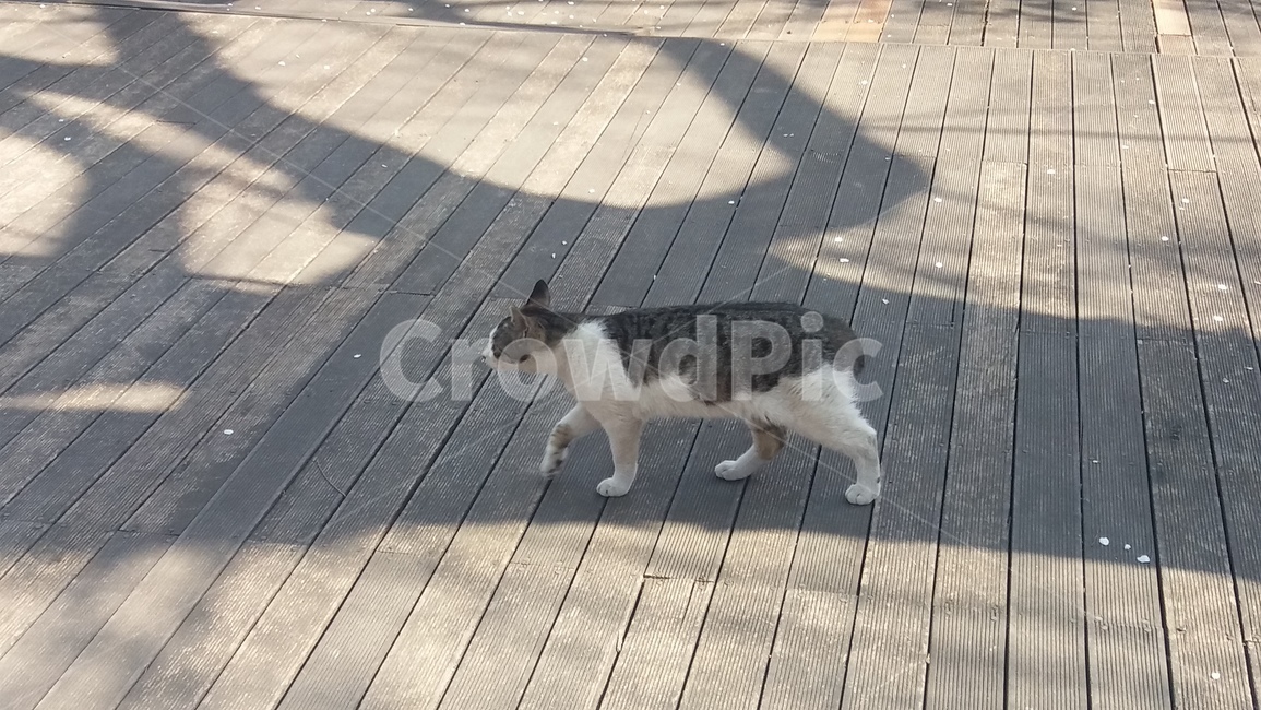 봄,고양이,벚꽃,꽃,꽃잎,마루,산책,cat,오후