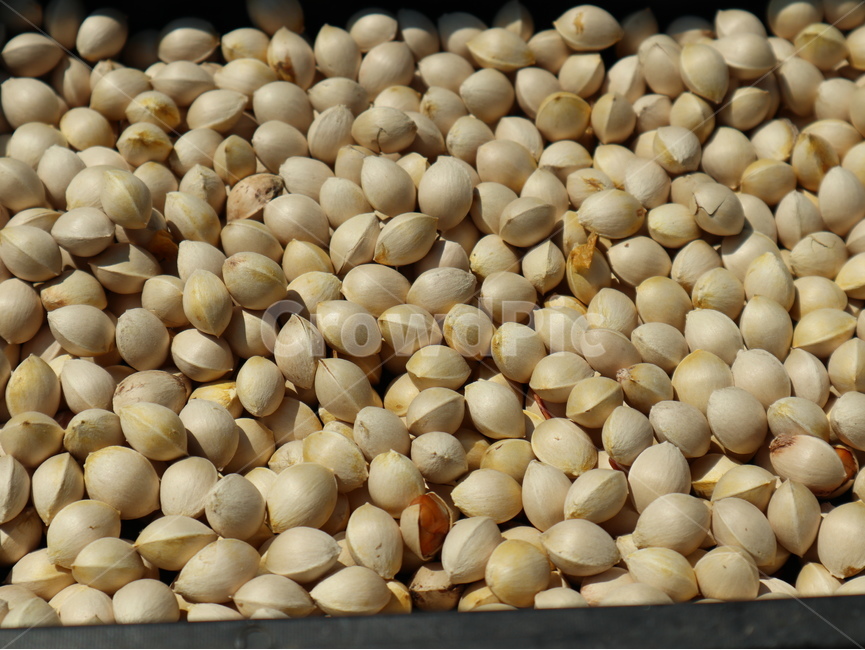 은행,말리는중,drying,약재,식물,plant,열매,음식,식재료,요리,food,cook,meal,dishes,food reserves
