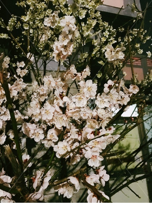 꽃,flower,blossom,식물,plant,봄,꽃,flower