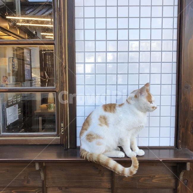 길고양이,동물,앉아있는고양이,고양이발,치즈고양이