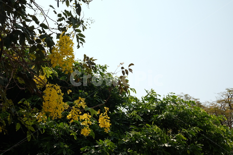 봄,나무,꽃,노란꽃,초록,공원,숲,봄,계절,spring,season,식물,자연,plants,nature,꽃,flower,plant