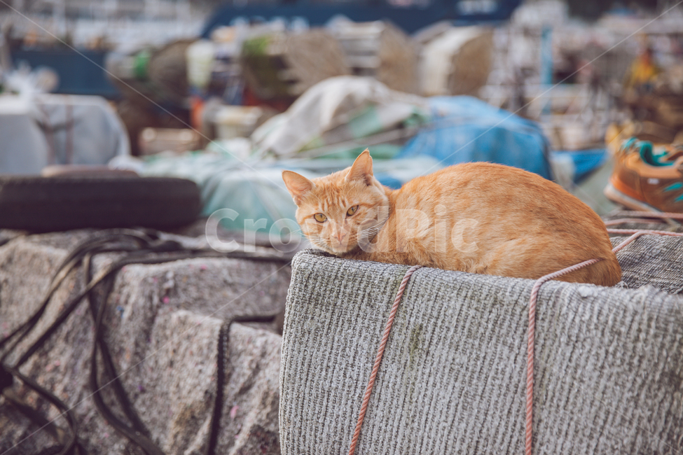 고양이,길냥이,동물,해안,야옹이,동물,animal,포유류,mammal,고양이,cat,kitten,kitty