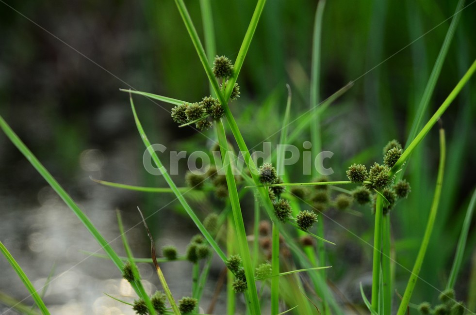 알방동사니,사촛과,한해살이풀,종자번식,녹비식물,잡초,식물,자연,plants,nature