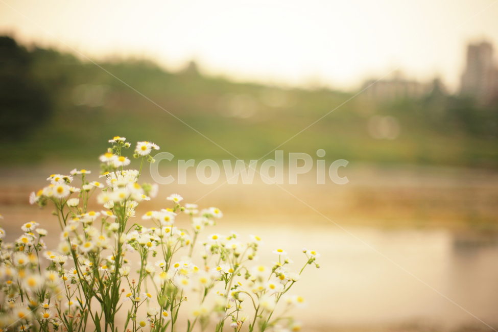 nature,자연,field,들,grassland,목초지,outdoors,옥외,한탄강,들꽃,꽃,잡초