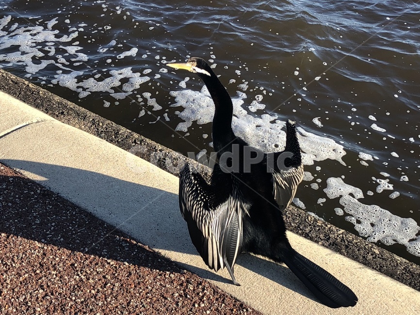 블랙스완,흑조,호주,river,blackswan,perth,animal,bird,새,riverside,동물,animal,조류,새,birds