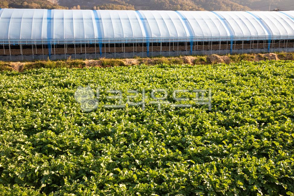 Radish kimchi,fadish,radish,cookingingredients,sidedish,vegetable,scenery,vagetable,side dish,fall,bat,kimchilngredients,Food Ingredients,sight,ruralareas,Rural,good harvest,makingkimchi,bountifulharvest,kimchi,radishfield,nature,countryside,Radish field,