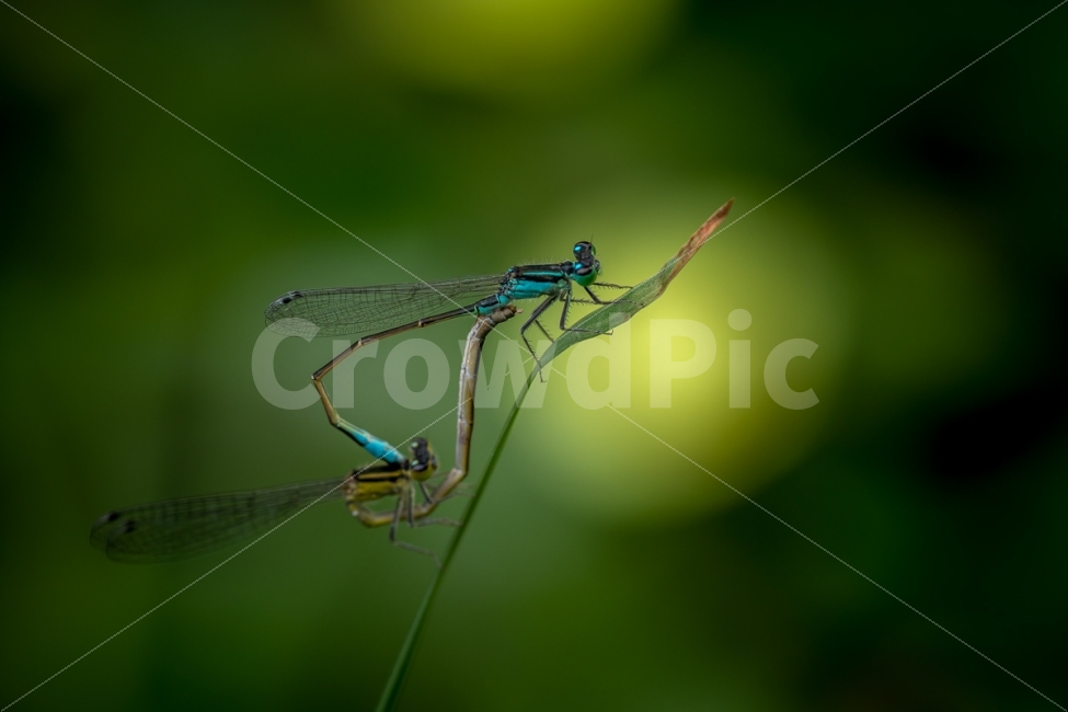 자연,풍경,곤충,잠자리,실잠자리,접사,nature,landscape,insect,dragonfly,damselfly,동물,animal,곤충,벌레,insect,bug,연인,커플,사랑,lover,couple