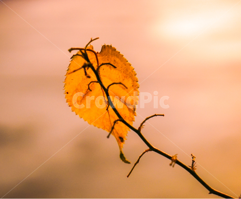 단풍,낙엽,나뭇잎,가을,나뭇가지,햇살,빛살,가을,계절,fall,autumn,season,veins,정맥,insect,곤충,animal,동물,invertebrate,무척추 동물