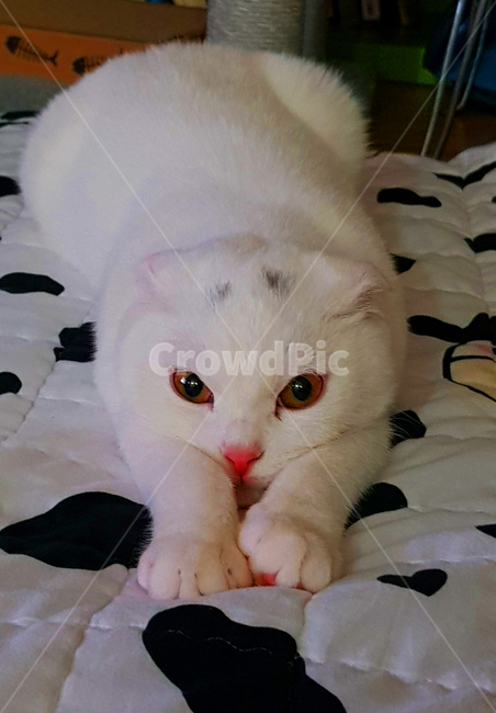 고양이,동물,스코티시폴드,폴드,스코티시,동물,animal,포유류,mammal,고양이,cat,kitten,kitty