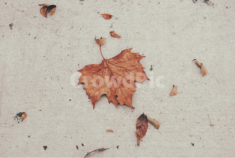 감성,가을,자연,기찻길,낙엽,하늘,나뭇가지,가을,계절,fall,autumn,season,leaf,잎,plant,식물,tree,나무