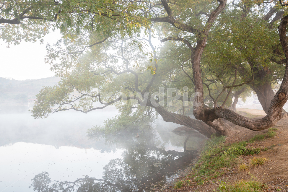 자연,풍경,가을,아침안개,반곡지,몽환적,자연,풍경,nature,landscape,식물,plants,나무,trees,wood,tree,plant,weather,날씨