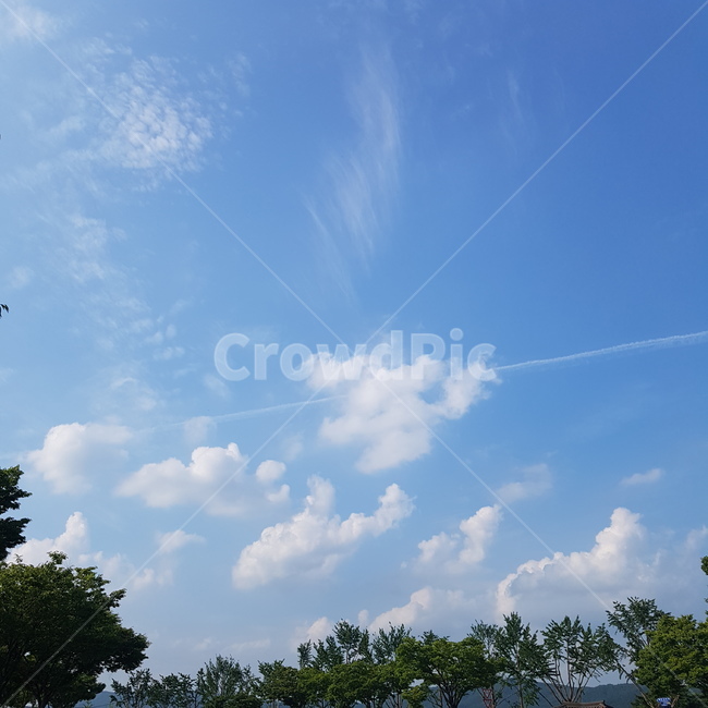 구름,하늘,나무,비행기,바람