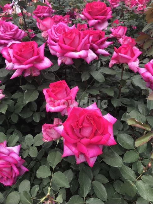 rose,빨간장미,장미꽃밭,장미,장미꽃축제