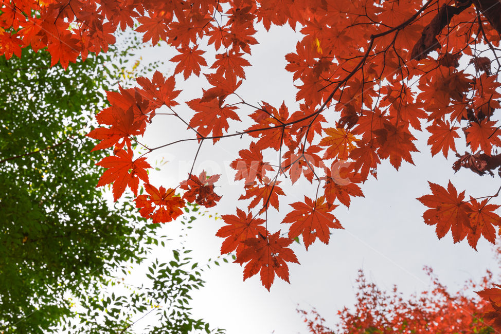 단풍,하늘,풍경,가을,식물,자연,landscape,sky,배경화면,가을,계절,fall,autumn,season,식물,자연,plants,nature,plant,leaf,잎,tree,나무