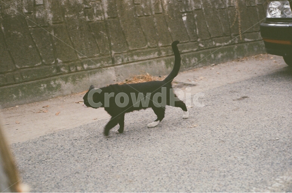 고양이,필름카메라,포유류,동물,길고양이,길냥이,냥,냥이,필름,필름감성,감성,갬성,반려동물,반려묘,애완묘,당당함,cats,filmcameras,mammals,animals,nyan,film,filmemotion,emotion,gamgi,companionanimals,tombs,pettombs,pride,동물,animal,포유류,mammal,고양이,cat,kitten,kitty