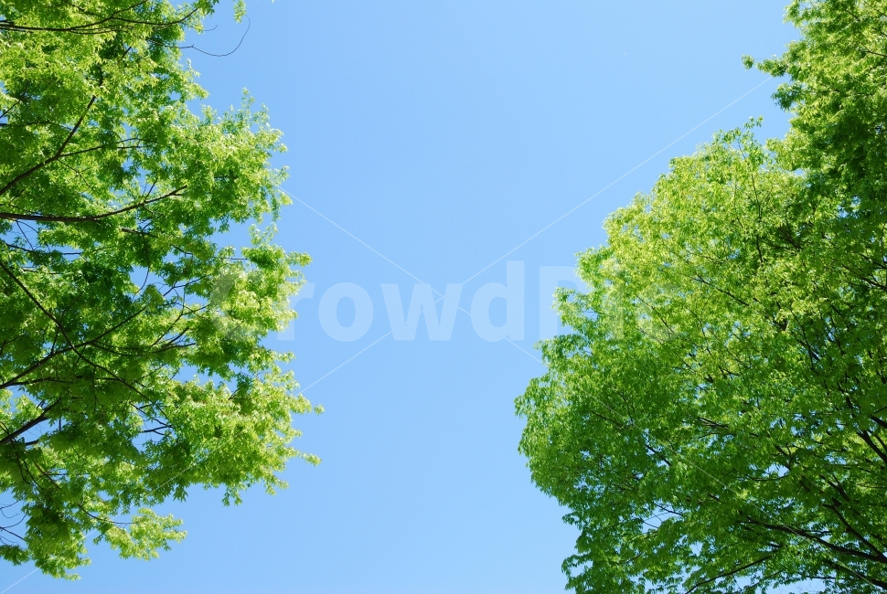 나무,하늘,초록,파랑,맑은날,봄,계절,화창한,산책,공원,조경,느티나무,소풍,자연,풍경,nature,landscape,tree,plant,식물,tree trunk,나무 줄기