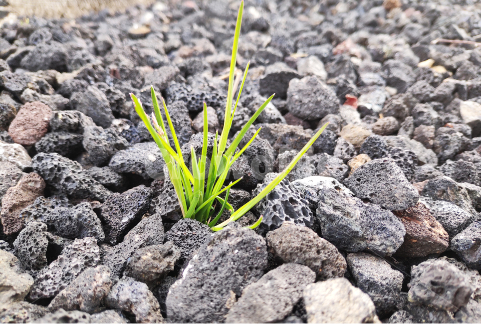 잡초,돌,식물,그린,weeds,rocks,plants,green,식물,자연,plants,nature