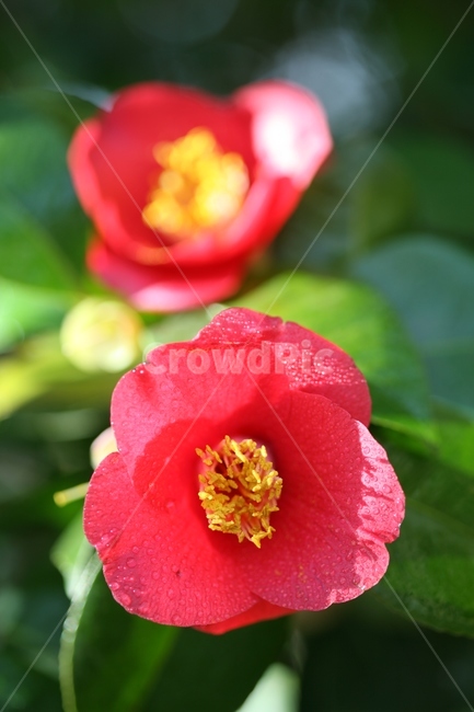 동백꽃,동백나무,꽃,식물,봄,계절,plant,flower