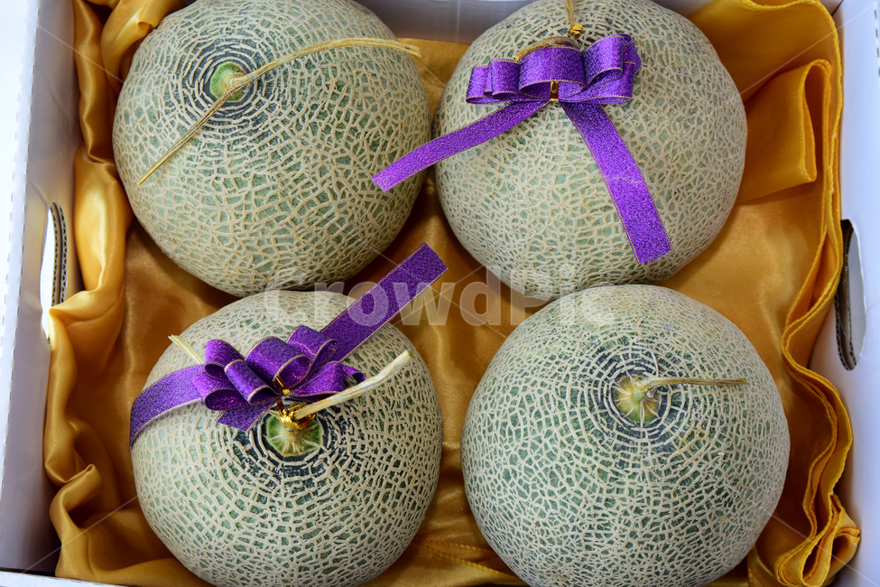 멜론,메론,과일,열매,열대과일,박스,리본,보자기,박과,melon,fruit,food,plant,ribbon,box,음식,식재료,요리,food,cook,meal,dishes,food reserves,과일,열매,fruit