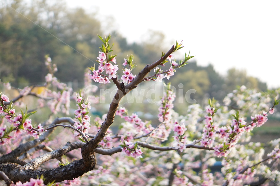 복숭아꽃,나무,핑크,봄,계절,풍경,봄,계절,spring,season,식물,자연,plants,nature,꽃,flower,plant,blossom