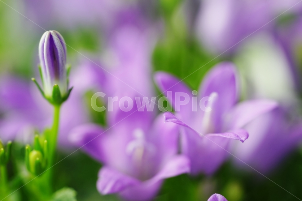 벨플라워,종꽃,봄꽃,화초,식물,자연,풍경,nature,landscape,식물,plants,꽃,flower,plant,geranium,제라늄,blossom,iris,아이리스