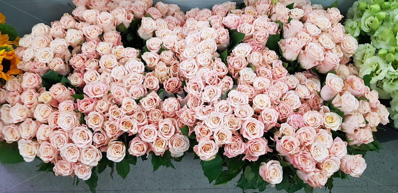 장미,꽃,flower,플로랄디자인,rose,핑크꽃,핑크장미