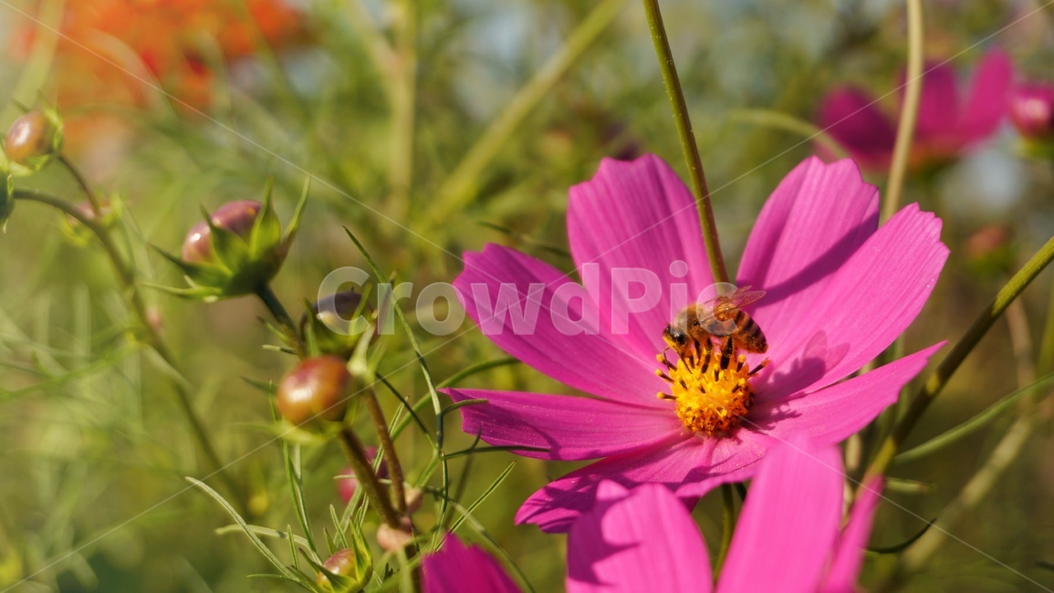 꿀벌,식물,꽃,코스모스,가을,분홍,pink,flower,honeybee,bee,동물,animal,벌,곤충,insect,plant,fall,autumn,클로즈업,색감,closeup,들꽃,야생화,wildflower,색깔,feelingofcolor,color,계절,자연,season,blooming,blossom,nature,가을,계절,fall,autumn,season,식물,자연,plants,nature,꽃,flower