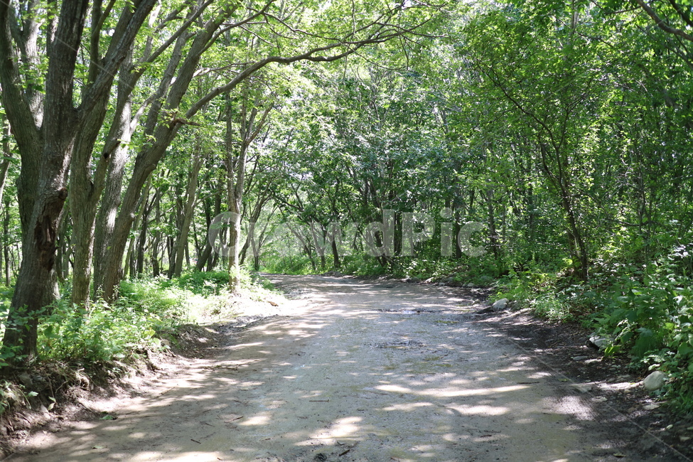 자연,산,나무,길,초록,road,숲,forest