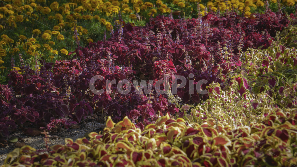 꽃,빨간,노란,식물,nature,식물,자연,plants,nature,꽃,flower