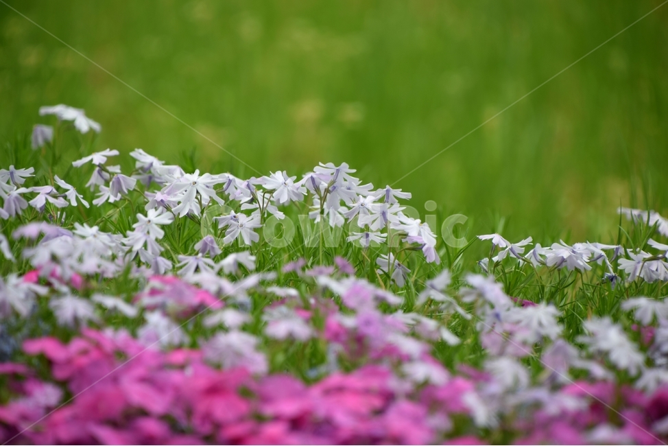 꽃잔디,잔디꽃,패랭이꽃,봄꽃,패랭이과,식물,자연,plants,nature,꽃,flower