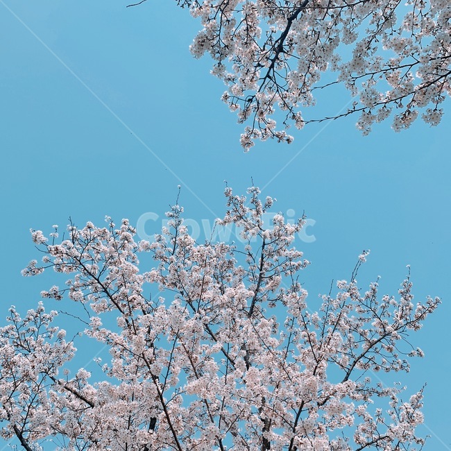 벚꽃놀이,벚꽃축제,벚꽃,벚나무,blossom,cherryblossom,봄